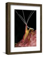 Hump-back Cleaner Shrimp (Lysmata amboinensis) adult, Candidasa-Colin Marshall-Framed Photographic Print