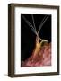 Hump-back Cleaner Shrimp (Lysmata amboinensis) adult, Candidasa-Colin Marshall-Framed Photographic Print