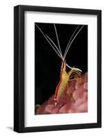 Hump-back Cleaner Shrimp (Lysmata amboinensis) adult, Candidasa-Colin Marshall-Framed Photographic Print