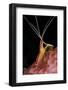 Hump-back Cleaner Shrimp (Lysmata amboinensis) adult, Candidasa-Colin Marshall-Framed Photographic Print