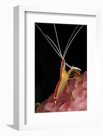 Hump-back Cleaner Shrimp (Lysmata amboinensis) adult, Candidasa-Colin Marshall-Framed Photographic Print