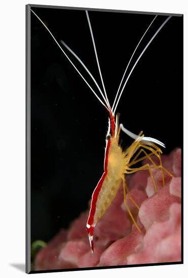 Hump-back Cleaner Shrimp (Lysmata amboinensis) adult, Candidasa-Colin Marshall-Mounted Photographic Print