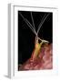 Hump-back Cleaner Shrimp (Lysmata amboinensis) adult, Candidasa-Colin Marshall-Framed Photographic Print