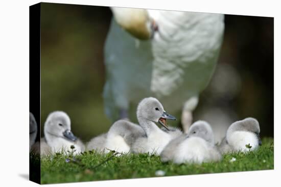 Hump Swan, Cygnus Olor, Mother Animal, Fledgling, Meadow-Ronald Wittek-Stretched Canvas