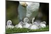 Hump Swan, Cygnus Olor, Mother Animal, Fledgling, Meadow-Ronald Wittek-Mounted Photographic Print