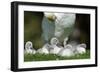 Hump Swan, Cygnus Olor, Mother Animal, Fledgling, Meadow-Ronald Wittek-Framed Photographic Print