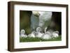 Hump Swan, Cygnus Olor, Mother Animal, Fledgling, Meadow-Ronald Wittek-Framed Premium Photographic Print