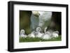 Hump Swan, Cygnus Olor, Mother Animal, Fledgling, Meadow-Ronald Wittek-Framed Premium Photographic Print