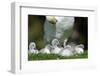 Hump Swan, Cygnus Olor, Mother Animal, Fledgling, Meadow-Ronald Wittek-Framed Premium Photographic Print