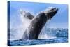 Humpback Breaching-Lantern Press-Stretched Canvas