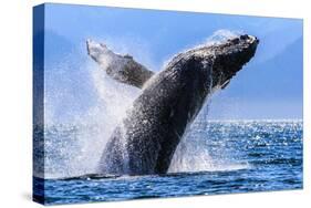 Humpback Breaching-Lantern Press-Stretched Canvas