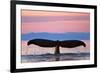 Humpback Fluke and Sunset-Lantern Press-Framed Art Print