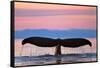 Humpback Fluke and Sunset-Lantern Press-Framed Stretched Canvas