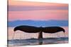 Humpback Fluke and Sunset-Lantern Press-Stretched Canvas