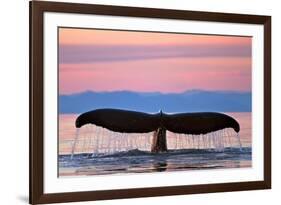 Humpback Fluke and Sunset-Lantern Press-Framed Premium Giclee Print