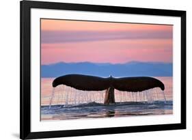 Humpback Fluke and Sunset-Lantern Press-Framed Premium Giclee Print