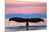 Humpback Fluke and Sunset-Lantern Press-Mounted Premium Giclee Print