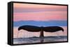 Humpback Fluke and Sunset-Lantern Press-Framed Stretched Canvas