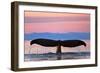 Humpback Fluke and Sunset-Lantern Press-Framed Art Print