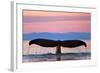 Humpback Fluke and Sunset-Lantern Press-Framed Art Print