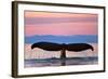 Humpback Fluke and Sunset-Lantern Press-Framed Art Print