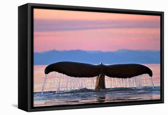 Humpback Fluke and Sunset-Lantern Press-Framed Stretched Canvas