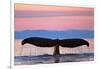 Humpback Fluke and Sunset-Lantern Press-Framed Art Print