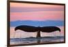 Humpback Fluke and Sunset-Lantern Press-Framed Art Print