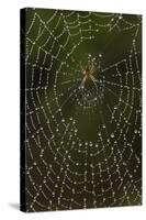 Humpback Orb-Weaver Spider (Eustala Sp. ) on Dew Covered Web, Laredo Borderlands, Texas, USA. April-Claudio Contreras-Stretched Canvas