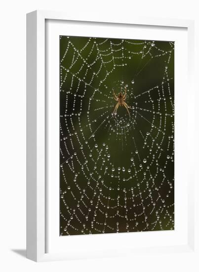 Humpback Orb-Weaver Spider (Eustala Sp. ) on Dew Covered Web, Laredo Borderlands, Texas, USA. April-Claudio Contreras-Framed Photographic Print