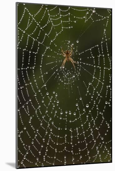 Humpback Orb-Weaver Spider (Eustala Sp. ) on Dew Covered Web, Laredo Borderlands, Texas, USA. April-Claudio Contreras-Mounted Photographic Print