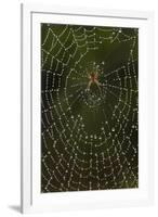 Humpback Orb-Weaver Spider (Eustala Sp. ) on Dew Covered Web, Laredo Borderlands, Texas, USA. April-Claudio Contreras-Framed Photographic Print