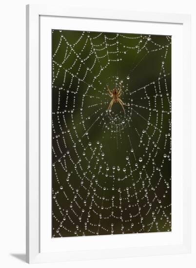 Humpback Orb-Weaver Spider (Eustala Sp. ) on Dew Covered Web, Laredo Borderlands, Texas, USA. April-Claudio Contreras-Framed Photographic Print