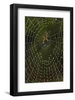 Humpback Orb-Weaver Spider (Eustala Sp. ) on Dew Covered Web, Laredo Borderlands, Texas, USA. April-Claudio Contreras-Framed Photographic Print