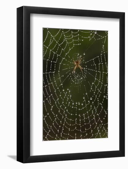 Humpback Orb-Weaver Spider (Eustala Sp. ) on Dew Covered Web, Laredo Borderlands, Texas, USA. April-Claudio Contreras-Framed Photographic Print