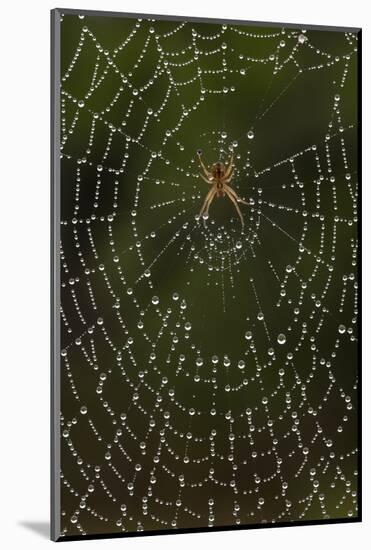 Humpback Orb-Weaver Spider (Eustala Sp. ) on Dew Covered Web, Laredo Borderlands, Texas, USA. April-Claudio Contreras-Mounted Photographic Print