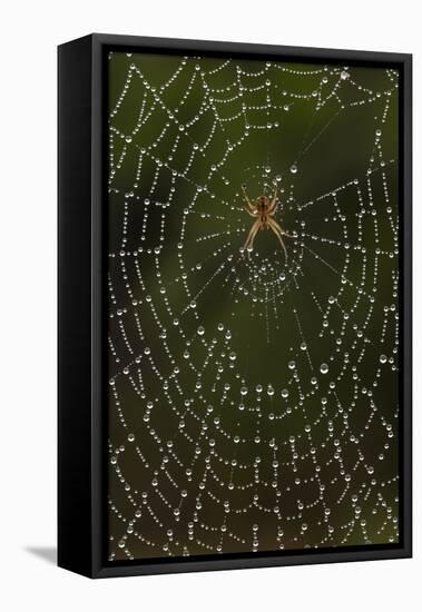 Humpback Orb-Weaver Spider (Eustala Sp. ) on Dew Covered Web, Laredo Borderlands, Texas, USA. April-Claudio Contreras-Framed Stretched Canvas