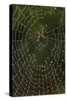 Humpback Orb-Weaver Spider (Eustala Sp. ) on Dew Covered Web, Laredo Borderlands, Texas, USA. April-Claudio Contreras-Stretched Canvas