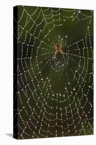 Humpback Orb-Weaver Spider (Eustala Sp. ) on Dew Covered Web, Laredo Borderlands, Texas, USA. April-Claudio Contreras-Stretched Canvas