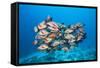 Humpback Snapper (Lutjanus Gibbus)-Reinhard Dirscherl-Framed Stretched Canvas