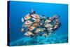 Humpback Snapper (Lutjanus Gibbus)-Reinhard Dirscherl-Stretched Canvas