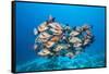 Humpback Snapper (Lutjanus Gibbus)-Reinhard Dirscherl-Framed Stretched Canvas