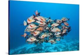 Humpback Snapper (Lutjanus Gibbus)-Reinhard Dirscherl-Stretched Canvas