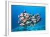 Humpback Snapper (Lutjanus Gibbus)-Reinhard Dirscherl-Framed Photographic Print