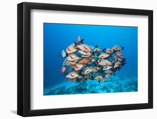 Humpback Snapper (Lutjanus Gibbus)-Reinhard Dirscherl-Framed Photographic Print