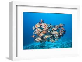 Humpback Snapper (Lutjanus Gibbus)-Reinhard Dirscherl-Framed Photographic Print