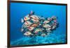 Humpback Snapper (Lutjanus Gibbus)-Reinhard Dirscherl-Framed Photographic Print