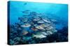 Humpback Snapper School (Lutjanus Gibbus) Indian Ocean-Reinhard Dirscherl-Stretched Canvas