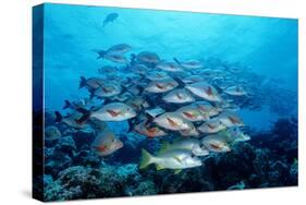 Humpback Snapper School (Lutjanus Gibbus) Indian Ocean-Reinhard Dirscherl-Stretched Canvas