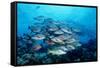 Humpback Snapper School (Lutjanus Gibbus) Indian Ocean-Reinhard Dirscherl-Framed Stretched Canvas